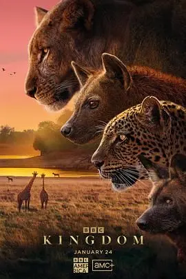 《动物王国》：人与兽的末世寓言？深度解析残酷法则与生存抉择！